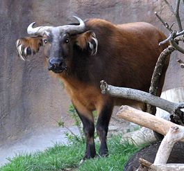 African_Forest_Buffalo