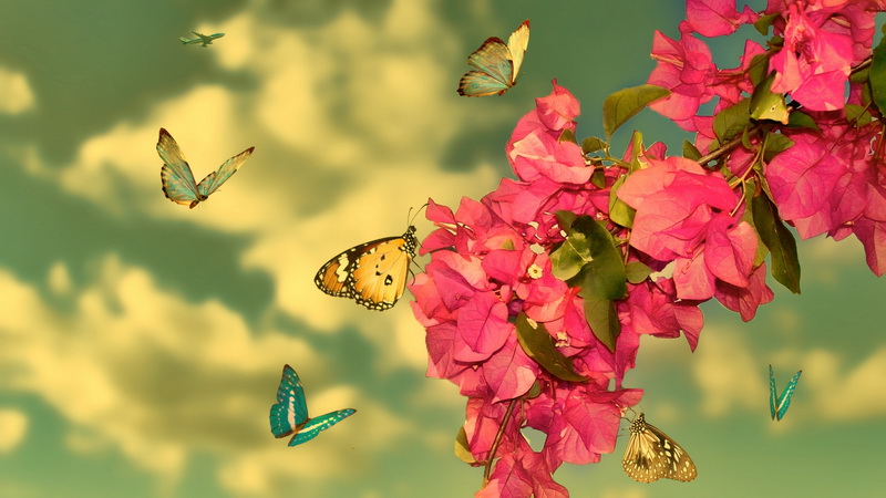 Пархающая над цветком бабочка без смс